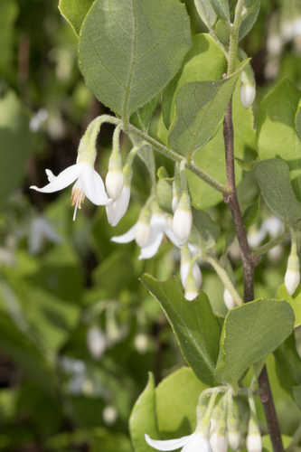 Styrax americanus